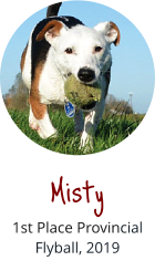 Misty 1st Place Provincial Flyball, 2019