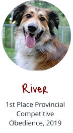 River  1st Place Provincial Competitive Obedience, 2019