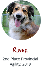 River  2nd Place Provincial Agility, 2019