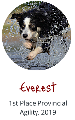Everest 1st Place Provincial Agility, 2019